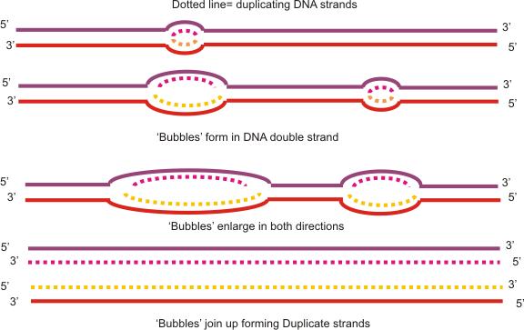DNA and Chromosomes Standards: B.1.3, B.1.4, B.1.9, B.