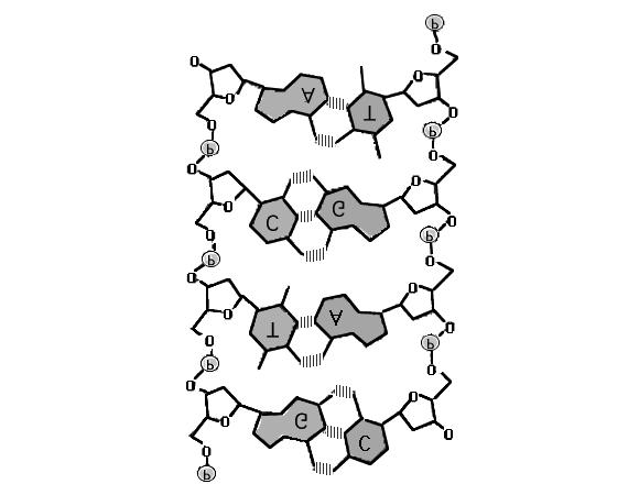 Directions: omplete each sentence. 7. uanine, cytosine, thymine, and are the four in DN. 8. In DN, guanine always forms hydrogen bonds with. 9.