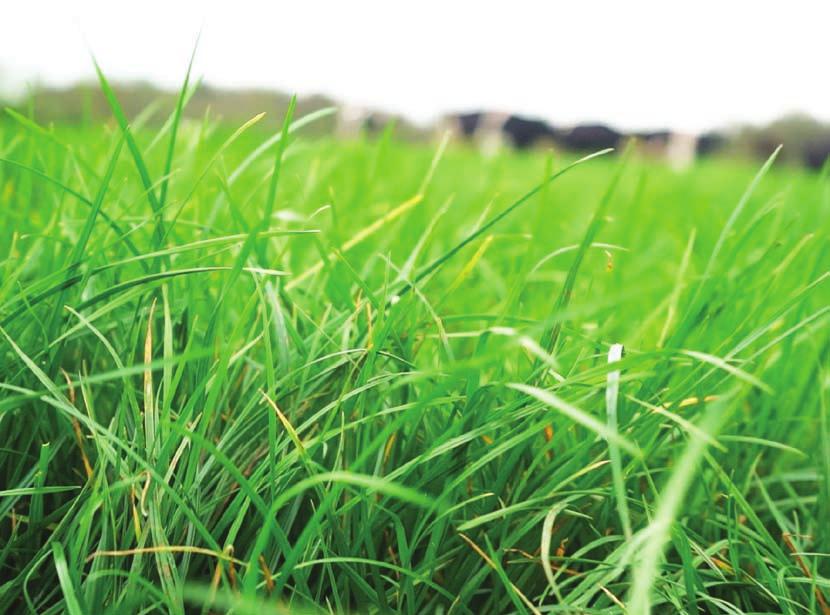 The Grassland Range Premium quality fertilisers for Irish grassland farms A specially formulated range of high performance fertilisers that will maximise your yield potential GRASS IS KEY TO SUCCESS