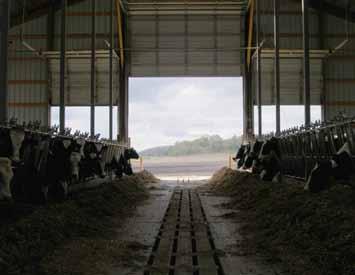 The Dairyland Initiative: Animal Welfare Challenges Associated with