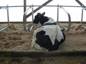 The Sand/Mattress Difference Data From 62 Wisconsin Dairy Herds Factor