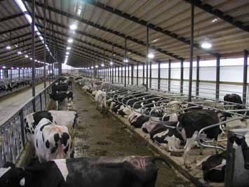 at dairy herds >700 cows The Factory Farm Herd C: The 30/30 Herd 550 cow, medium sized freestall dairy All year round confinement housed, parlor milked 3X, averaging ~ 98
