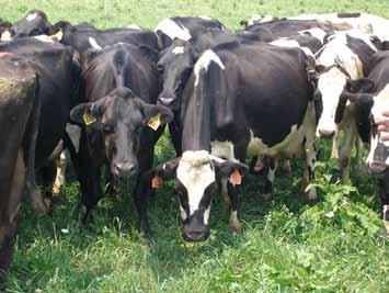 Assumptions: Herd A Dairy cattle are managed in their natural state, eating grass and converting the nutrients consumed to milk Lower production helps