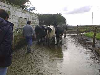 The transfer of cows to and from the milking center presents significant risks for lameness My cows just aren t keen on rain or sunshine A British Dairy Farmer, 2010 Main et al.