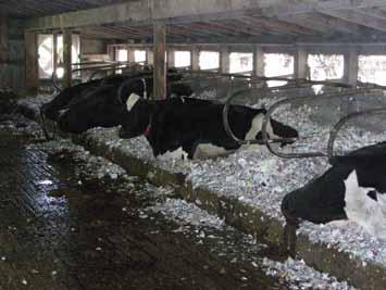 We need to find a better way to house our dairy cattle!