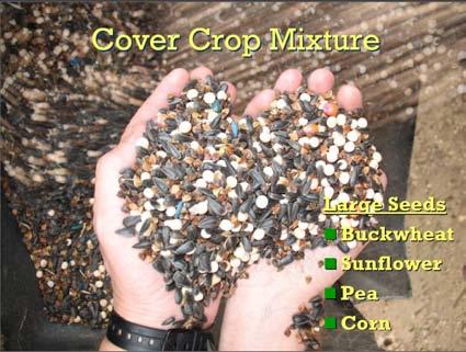 Table 1. Composition of Cover Crop, 2008 Species Type Seeding Rate (lb/ acre) Buckwheat Warm season, 5 Sunflower Warm season, 5 Pea Cool season, 10 Corn* Warm season, grass 0.