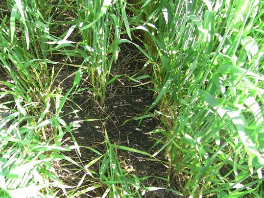 crop used more soil water. Results from green manure studies in other locations in the Northern Great Plains confirm this is a likely result after a one-year study.