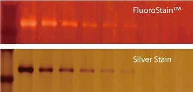 Fig. 1. Remarkable sensitivity of the FluoroStain Protein Fluorescent Staining Dye (PS1000/PS1001) in comparison with Silver Stain.
