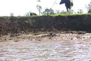River Banks are badly eroded and sediment is washed down in flood conditions.