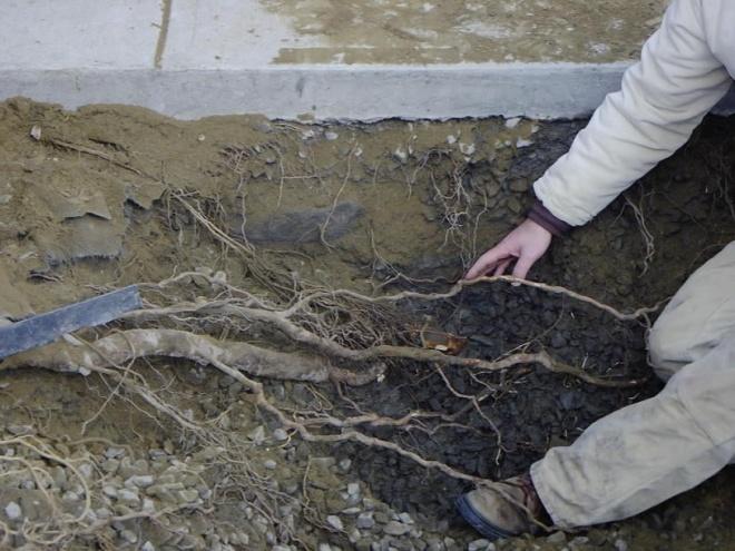 structures Provide space for tree roots to