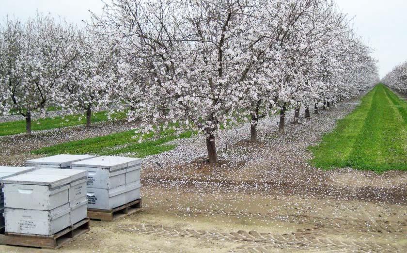 neonicotinoid pesticides on bees Nearly half of all U.S.