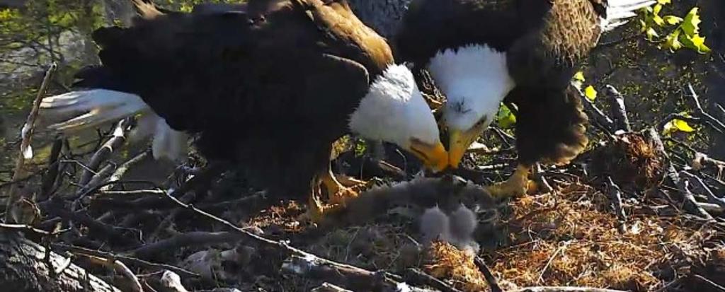 Eagles Nesting at ARS: 2 nd year at the U.S. National Arboretum in D.