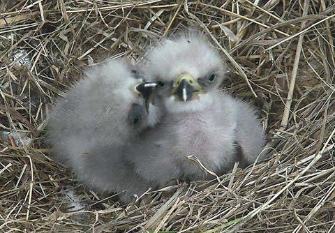 Bald eagles nesting at the U.S.