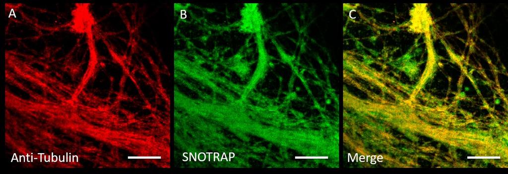 Supplementary Figure 6 ProExM imaging of S-nitrosylation. (a) ProExM of tubulin fibers stained with Anti-Tubulin in primary neuron culture.