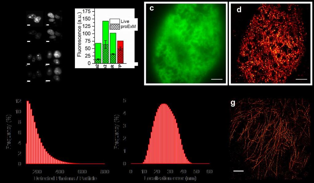 Supplementary Figure 7 Performance of selected photoswitchable and photoactivatable FPs in proexm.