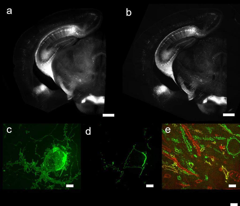 Supplementary Figure 8 Pre- and post- expansion images of a Thy1-YFP mouse brain slice, and mouse brain with Brainbow 3.0 fluorescent proteins, and treated with proexm.