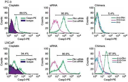 Assessed ability of A10-Plk1 and A10-Bcl2 chimeras to induce apoptosis of PSMA-expressing cells PC-3 and LNCaP cells treated by addition of A10, A10-CON, A10-Plk1