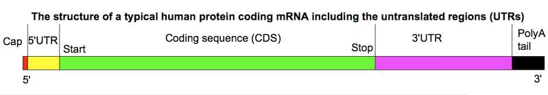 Biological background (I): Structure of a protein coding mrna Non coding RNAs: Type Size Function microrna (mirna) 21-23 nt regulation of gene expression small interfering RNA (sirna) 19-23 nt