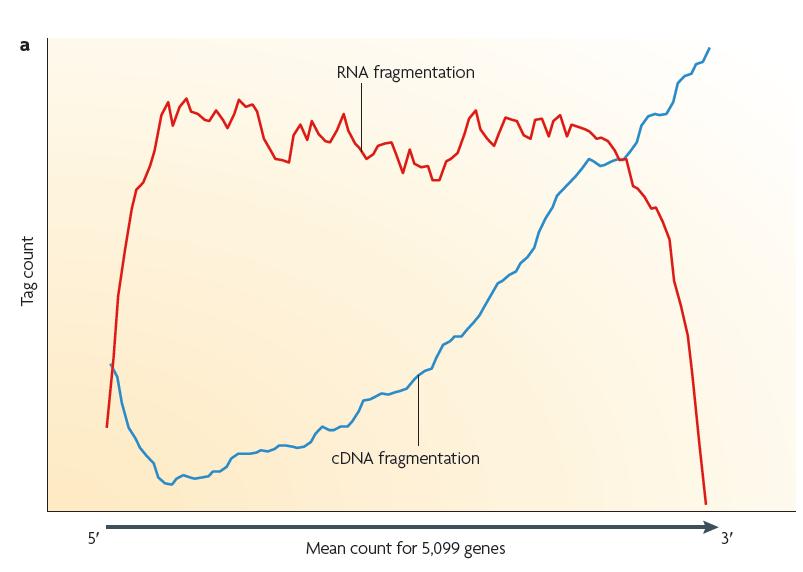 RNA-Seq analysis (II): In contrast to small RNAs (like pirnas, mirnas, sirnas) larger RNA must be fragmented RNA fragmentation or cdna