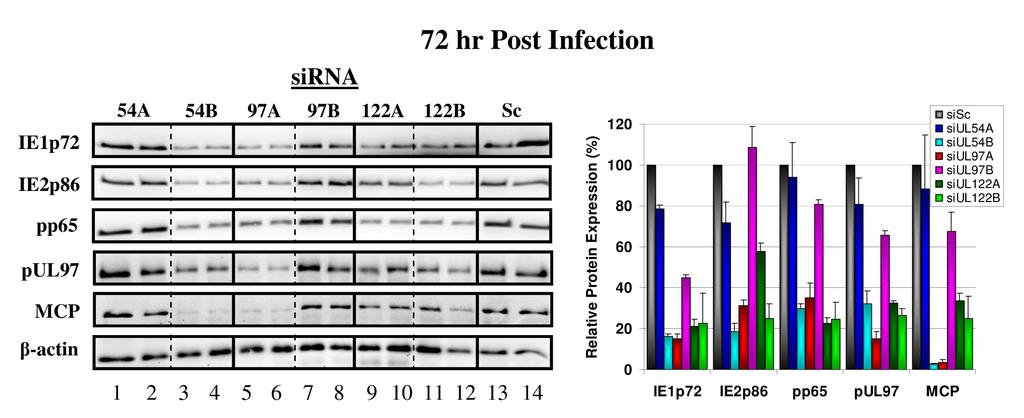 sirna Inhibition of CMV Protein Expression After Single Round