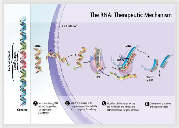 RNAi therapeutics target gene expression upstream