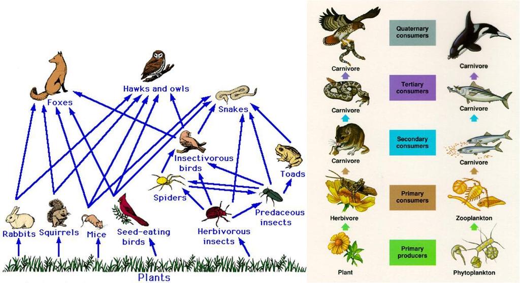 In complex ecosystems, disturbance or extinction of one or two species can be compensated for while in simple food webs or chains, extinction of one species may lead to the collapse of the