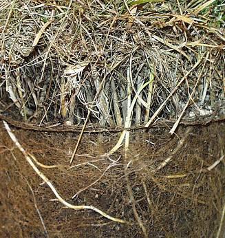 Kentucky Bluegrass (Poa pratensis) Rhizomatous growth habit Moist, well-drained soils