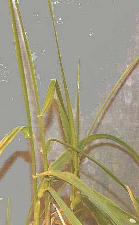 Annual Ryegrass (Lolium multiflorum) ANNUAL!