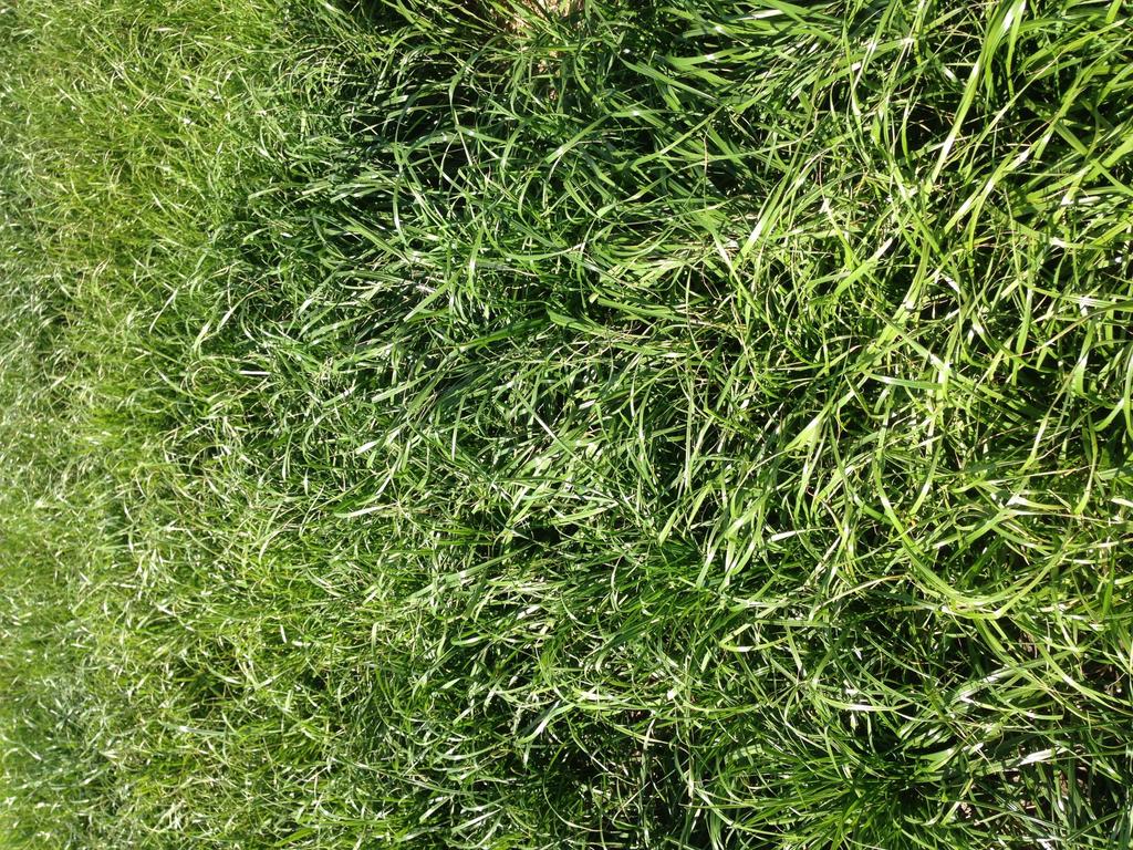 Grasses Northstar Seed has