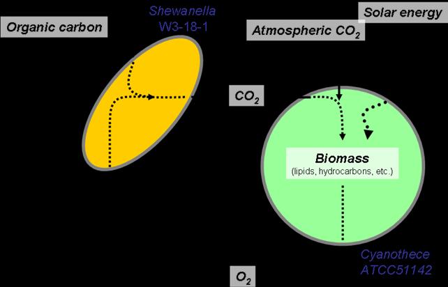 Phototroph-Heterotroph Co-Cultures Metabolic coupling: O 2 produced by the algae is consumed by the heterotroph making stoichiometric amount of CO 2 through oxidation of (endogenous or exogenous)