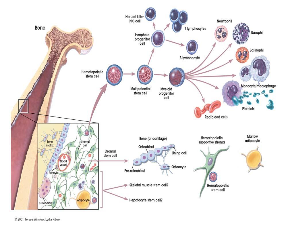 C. What is known about adult stem cell differentiation? Figure 2. Hematopoietic and stromal stem cell differentiation.