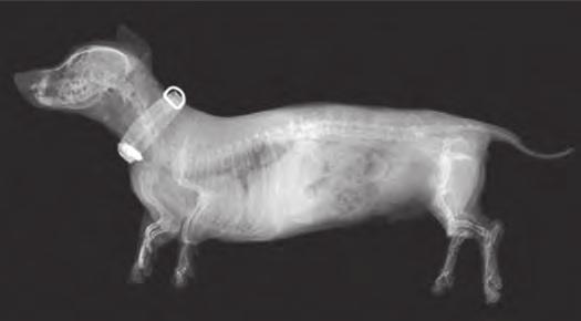 1 The photograph below shows an X-ray of a dachshund. The dachshund is a breed of dog that is at higher risk of paralysis due to spinal injury.