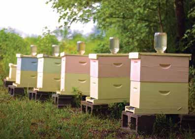 Since 2006 U.S. beekeepers have been experiencing annual winter colony die-offs of around 30 percent, which is significantly higher than the self-reported acceptable loss rate of 18 percent.