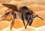 Many factors have been implicated in bee decline, but scientists agree that the most important factors include: parasitic Varroa mites viruses spread by Varroa mites pesticide exposure habitat and
