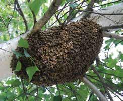 At the scale of a small farm or home garden, it s possible to increase bee nesting sites by providing solid wood, pre-drilled with ¼ to ½-inch holes that are at least 3 inches deep.