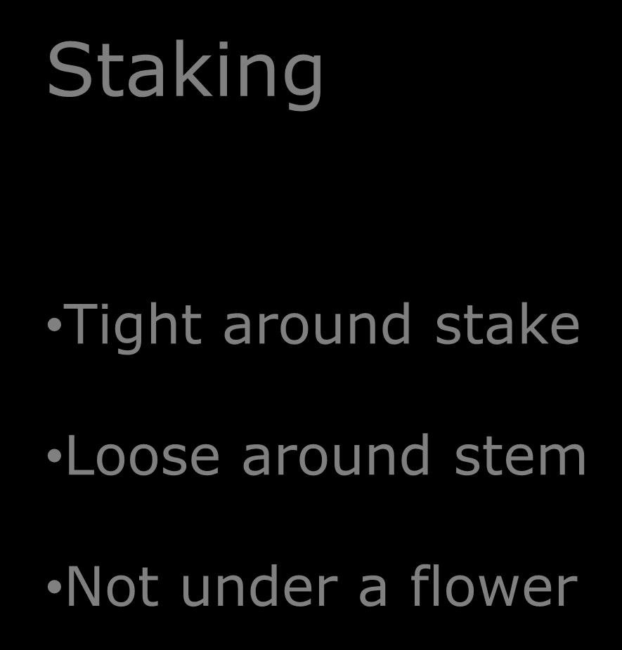 Staking Tight