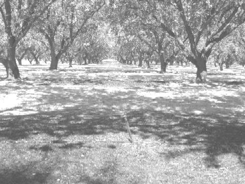 UNIVERSITY OF CALIFORNIA COOPERATIVE EXTENSION AM-VN-06-2 2006 SAMPLE COSTS TO ESTABLISH AN ORCHARD AND PRODUCE ALMONDS SAN JOAQUIN VALLEY NORTH MICRO SPRINKLER IRRIGATION Prepared by: Roger A.