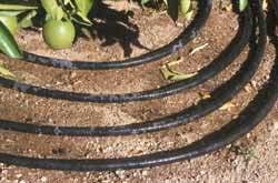 Possible Disadvantages of Drip Irrigation 1. Complete or partial clogging of emitters. 2. Salinity management in some conditions. 3.