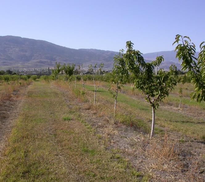 Replant management for cherry Soil factors causing poor establishment of replanted fields/orchards Very costly Replant disease complex Pratylenchus