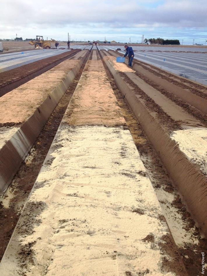 Anaerobic Soil Disinfestation Prepare soil, incorporate readily decomposable C source: Rice bran, fresh yard waste, green manure crops, poultry manure, molasses Fruit or veg processing waste?