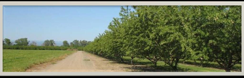 New Approaches to Almond Nutrient Management
