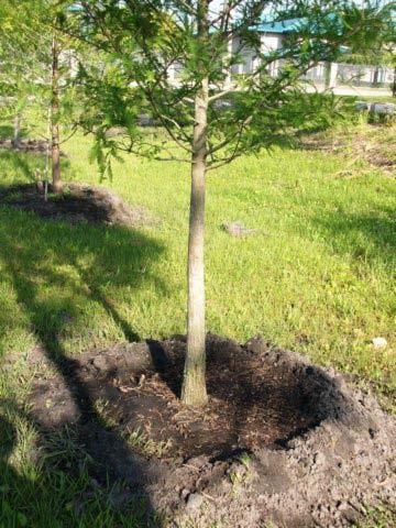 Landscape standards Replant trees must be a minimum of 6