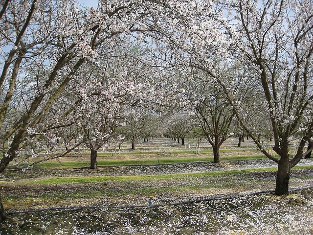 Almond 453203 ha planted Widely distributed in Central Valley Productive on relatively wide range of soil conditions Mostly
