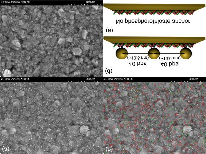 3. SEM images (Au NP trimers with 40 bps between nanoparticles) (a) Figure S2. SEM images of Au NPs assembled on bifunctional fastener treated phosphorothioate modified DNA.