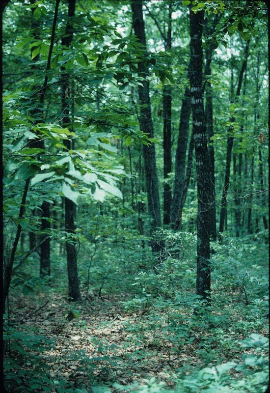 American chestnut (left, foreground) in xeric study site of Rhoades, Brush Mtn.