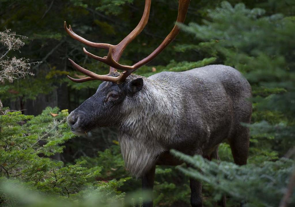 State of the Woodland Caribou