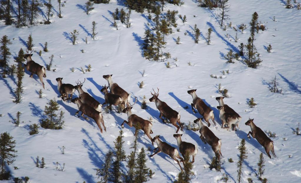 1 REVIEW OF PROGRESS TOWARDS THE PROTECTION AND RECOVERY OF CARIBOU IN ONTARIO 1.1 Introduction and Background 1.1.1 Caribou in Ontario Caribou are native to the northern forests in the province, and are an important indicator of the health of the boreal forest ecosystem on which they rely.
