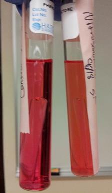 The Phenol Red with Lactose test, shown in Figure Figure 14: Phenol Red with Dextrose 15, is orange in color with no bubble indicating again a very slight positive result for lactose fermentation and