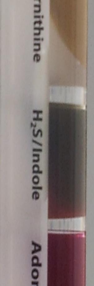 19. No color change as seen in Figure 20 on the following page, once the Methyl Red was added to the tube containing 1 ml of VP broth colonized with Nitrosomonas eutropha demonstrates no mixed acid