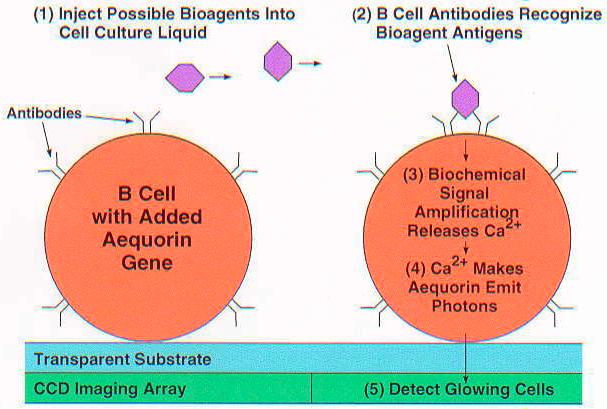 of pathogens Approach: Engineer B-cells with a